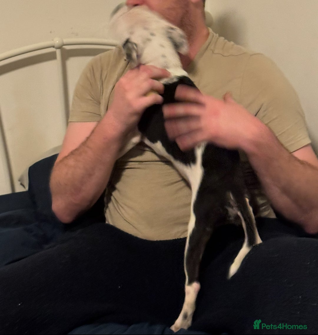 Staffordshire Bull Terrier dogs for sale: Staffordshire Bull Terrier Male Puppy - Image 10