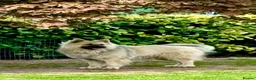 German Shepherd dogs for stud: FOR STUD. CREAM SABLE. LONG COATED. HEALTH TESTED - Advert 2