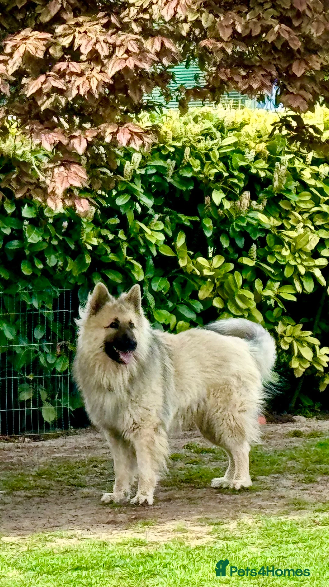 German Shepherd dogs for stud: FOR STUD. CREAM SABLE. LONG COATED. HEALTH TESTED - Advert 2