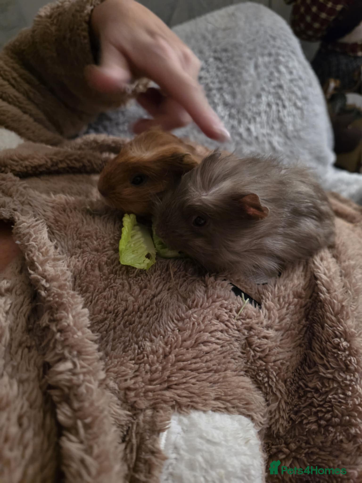 Guinea Pig rodents 2 boars 4 sale pr5 5ag  - Advert 3