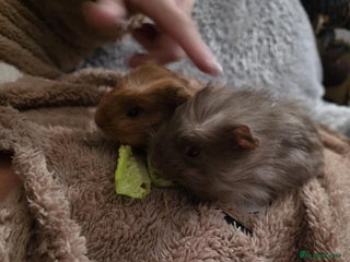 Guinea Pig rodents 2 boars 4 sale pr5 5ag - Advert 12
