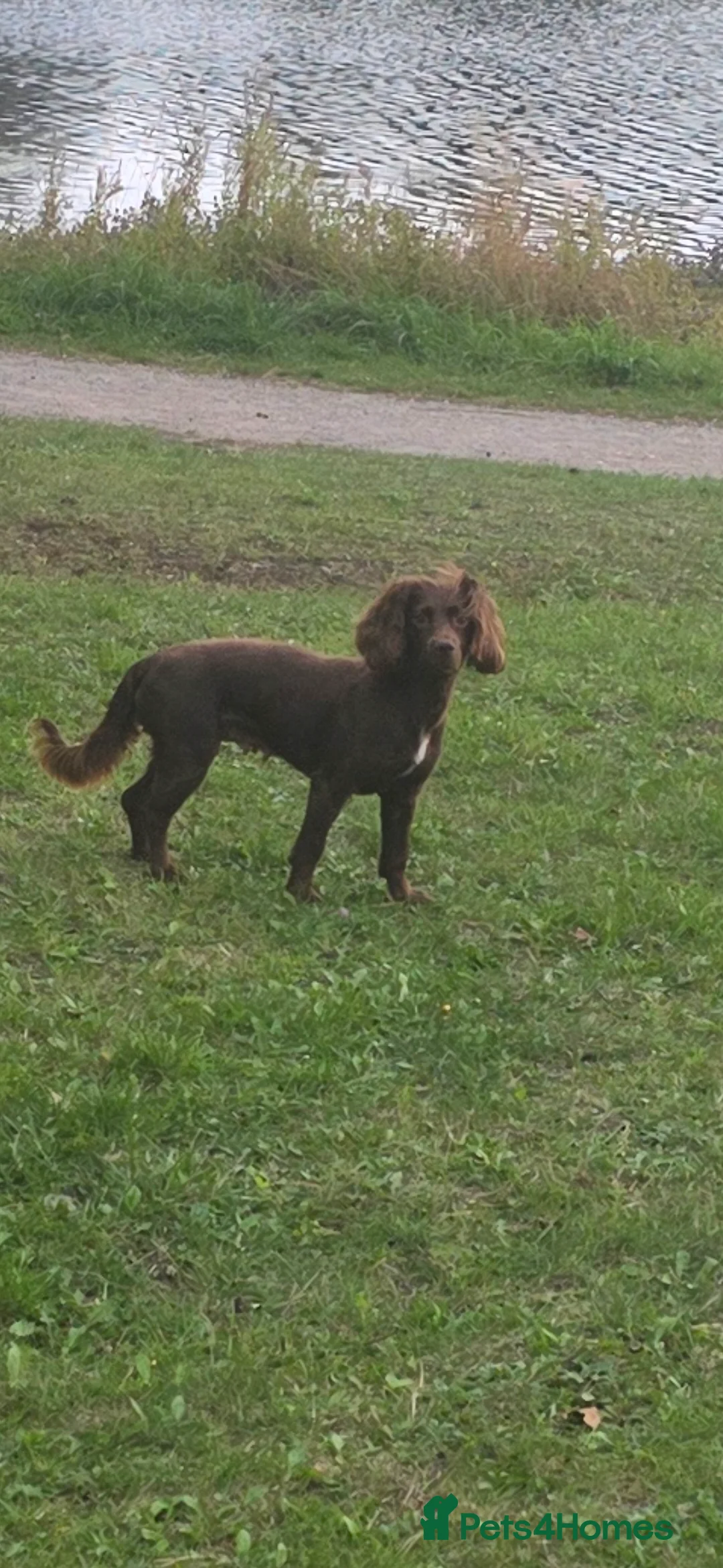Cocker Spaniel dogs for sale: Liver white cocker spanie male - Advert 3