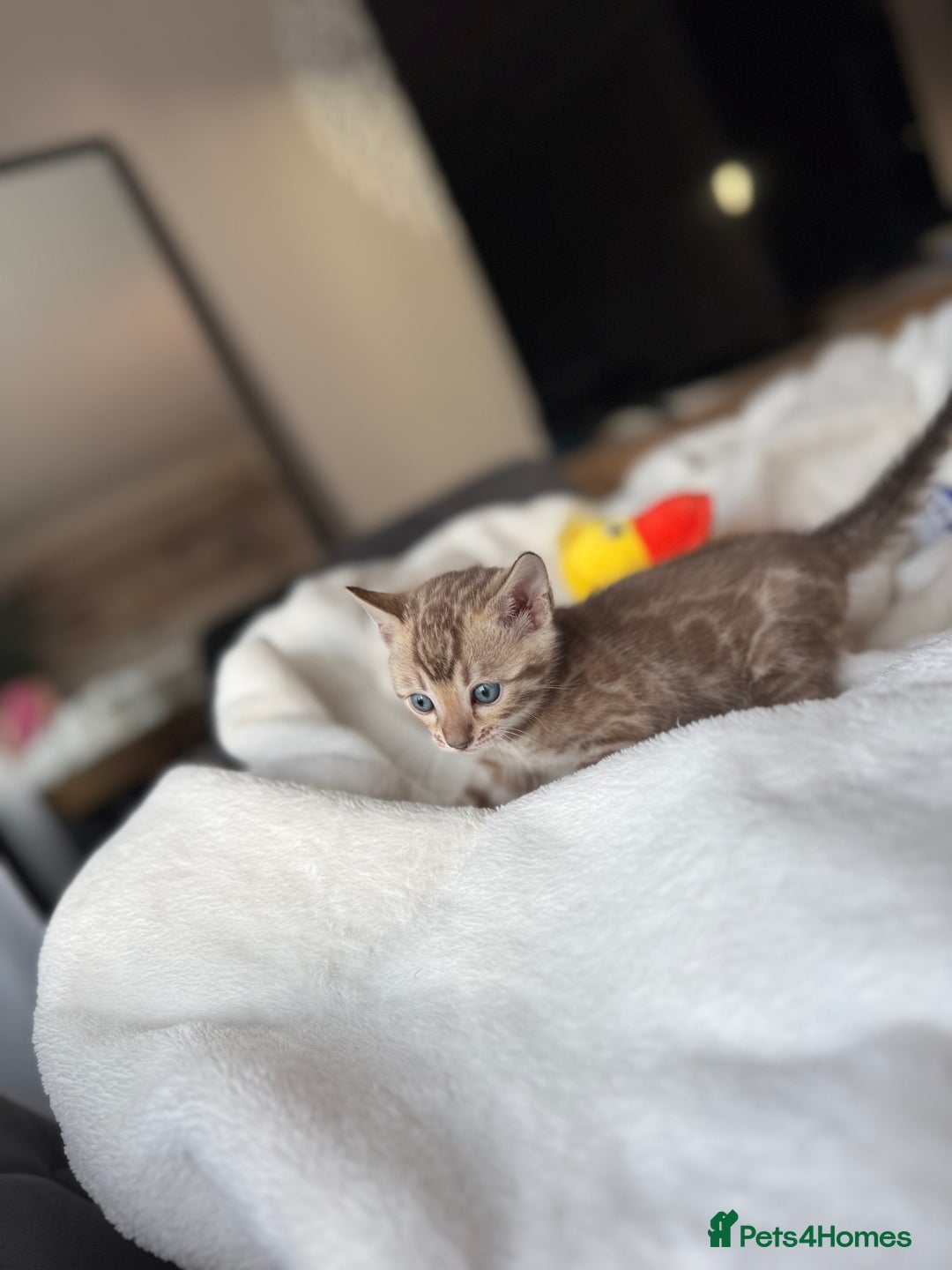 Bengal cats for sale: Purebred Bengal Kittens – Ready for Loving Homes - Advert 17