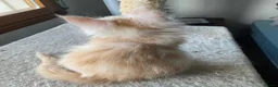 Maine Coon cats for sale: 4 remaining kittens - Maincoons pure breed  - Advert 11