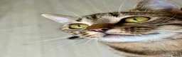 Mixed Breed cats for sale: Beautiful tabby kittens - Advert 21