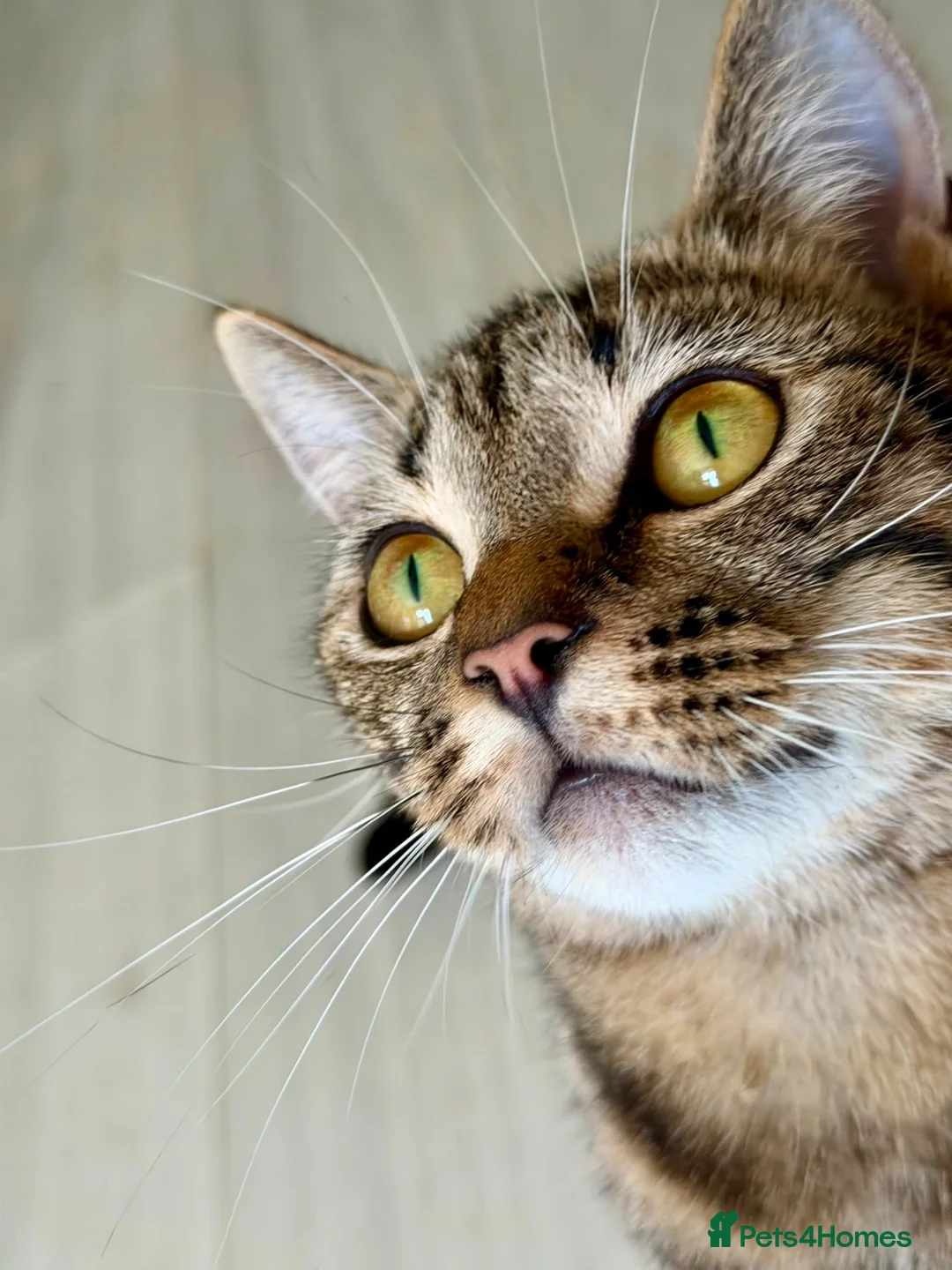 Mixed Breed cats for sale: Beautiful tabby kittens - Advert 21