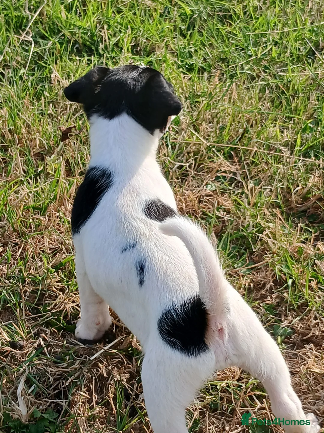 Jack Russell dogs for sale: Jack Russell puppies - Advert 1