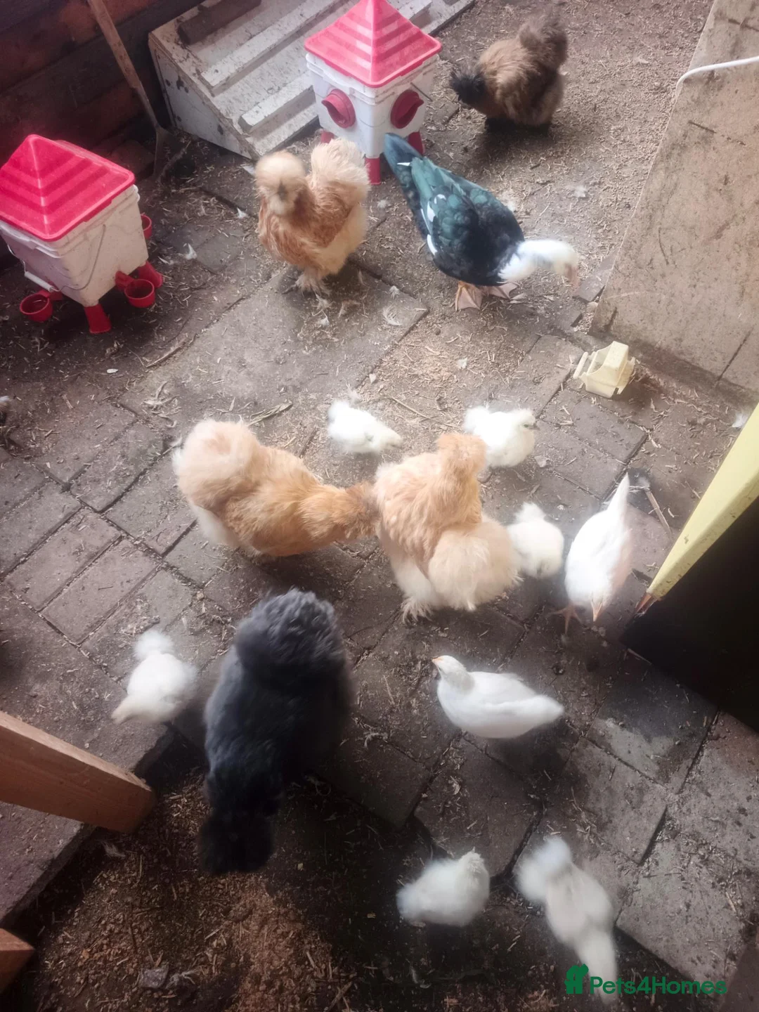 Chickens poultry for sale: Silky baby chicken in Walton-on-Thames - Advert 1