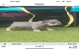 French Bulldog dogs for sale: French bulldog babies  - Image 33
