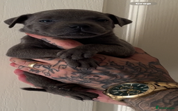 Staffordshire Bull Terrier dogs for sale: Beautiful blue staffy pups excellent pedigree  - Image 17