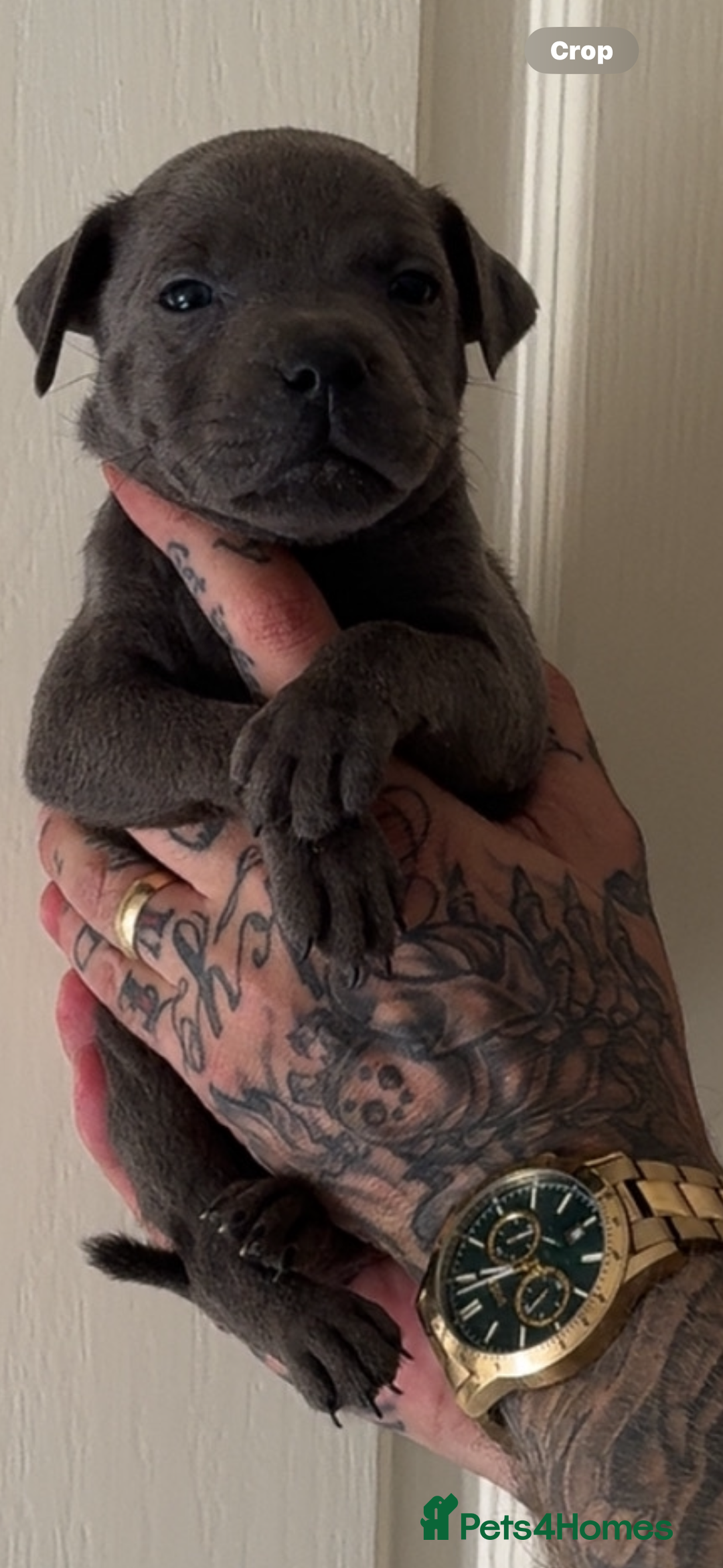 Staffordshire Bull Terrier dogs for sale: Beautiful blue staffy pups excellent pedigree  - Image 17