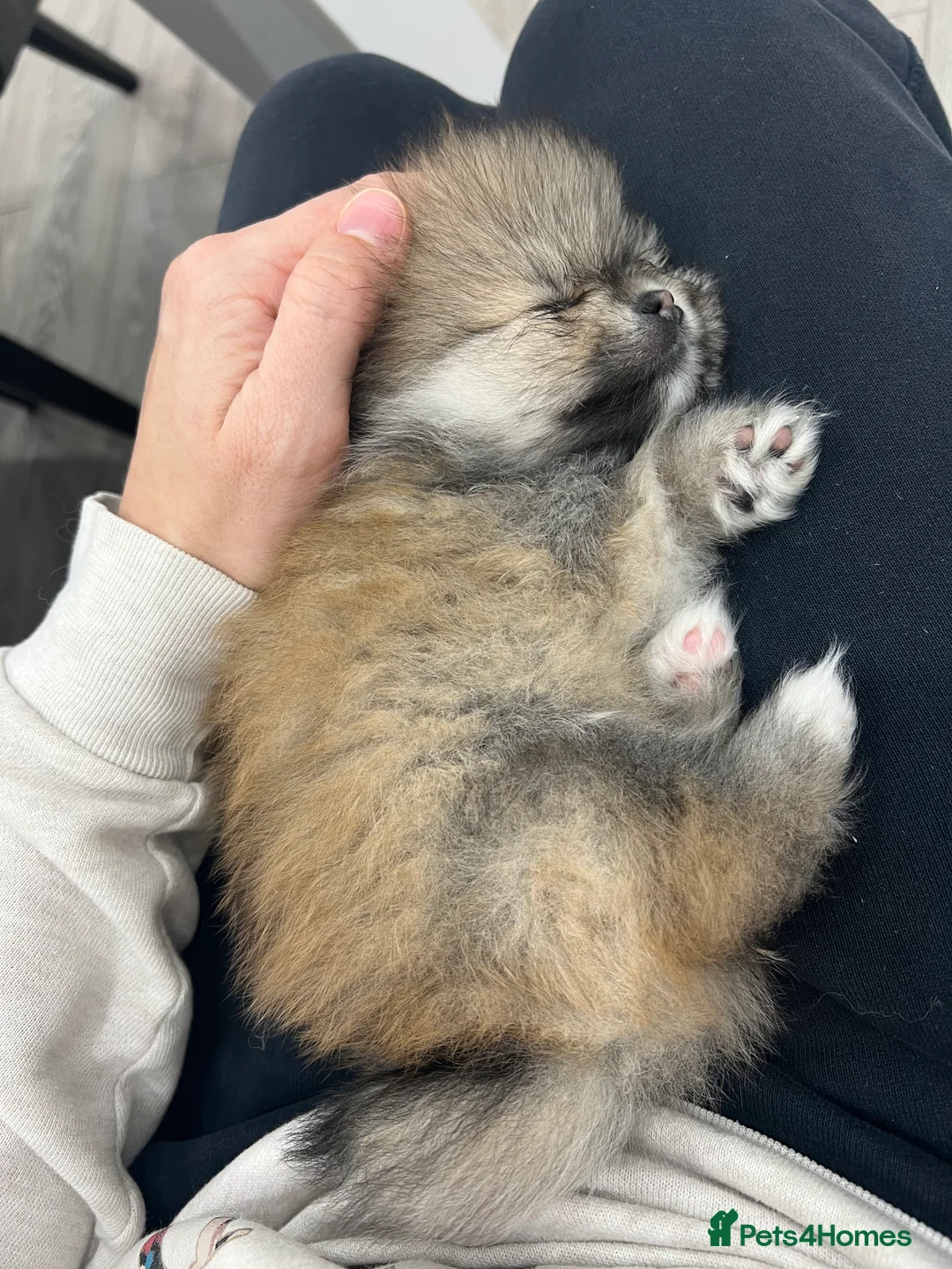 Pomeranian dogs for sale: 5 gorgeous Pomeranian puppies - Advert 3