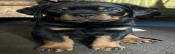 Rottweiler dogs for stud: Proven kc reg Health tested hip and elbow scored - Advert 14
