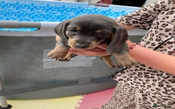 Dachshund dogs for sale: Litter of 8 - Image 5