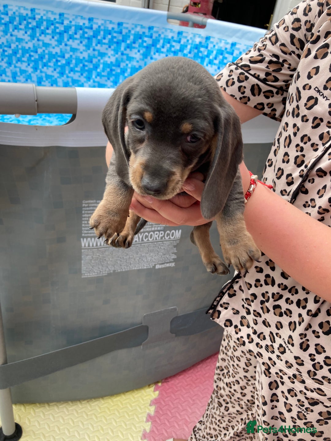 Dachshund dogs for sale: Litter of 8 - Image 5