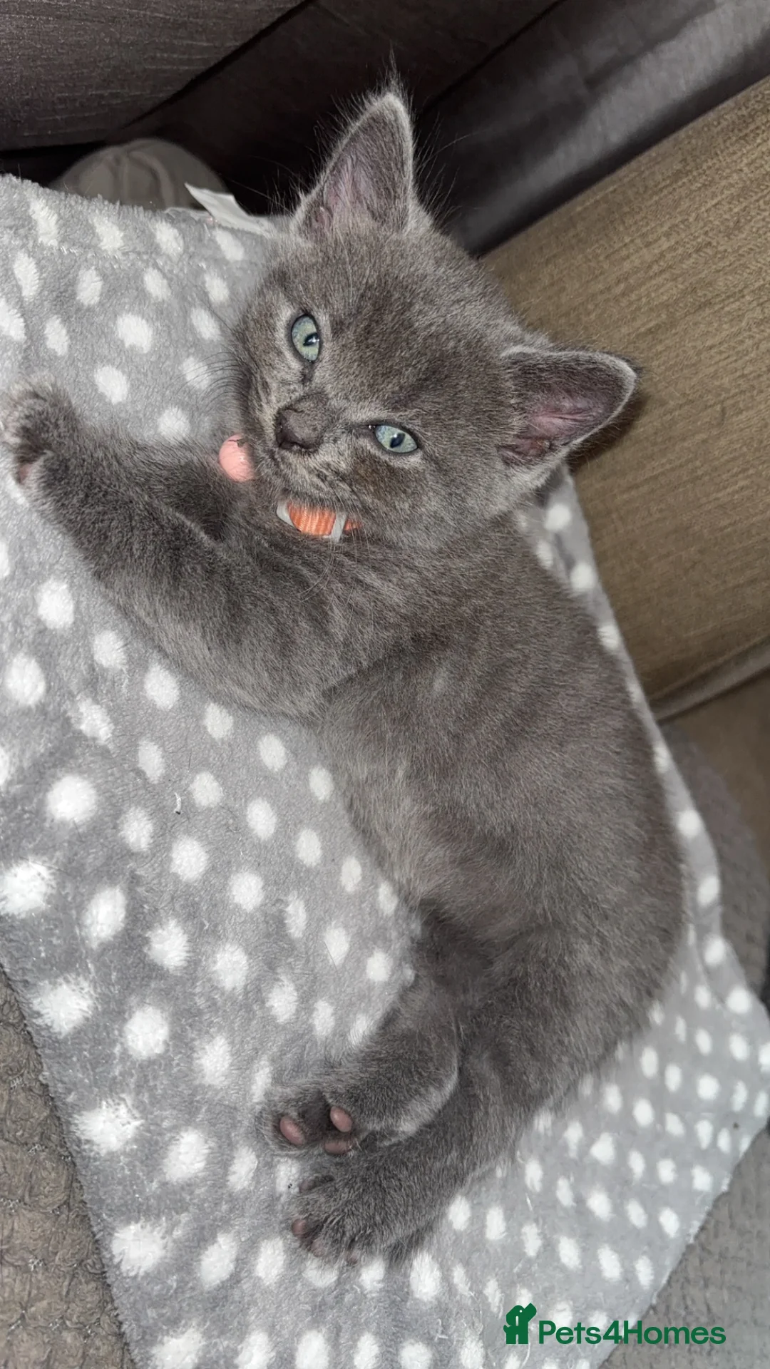 Ragdoll cats for sale: Ragdoll x tuxedo  - Advert 4