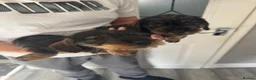 Dachshund dogs for sale: Beautiful Teckel Dachshund puppies for sale - Advert 8