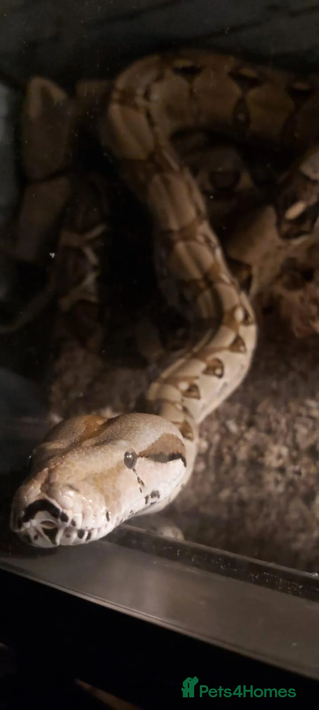 Boa Snake reptiles for sale: Boa snake for sale in Dronfield - Advert 2