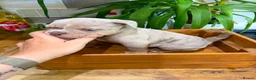 English Bulldog dogs for sale: Fabulous colours healthy bulldog puppies  - Advert 6