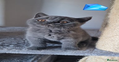 British Shorthair cats - Advert 1