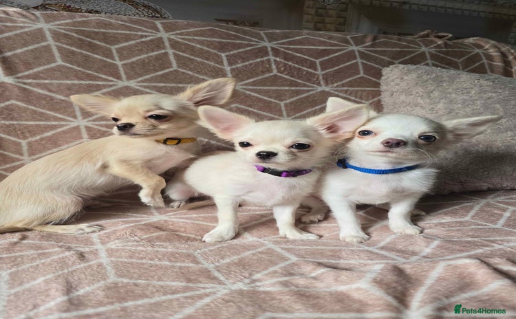 Chihuahua dogs - Advert 2