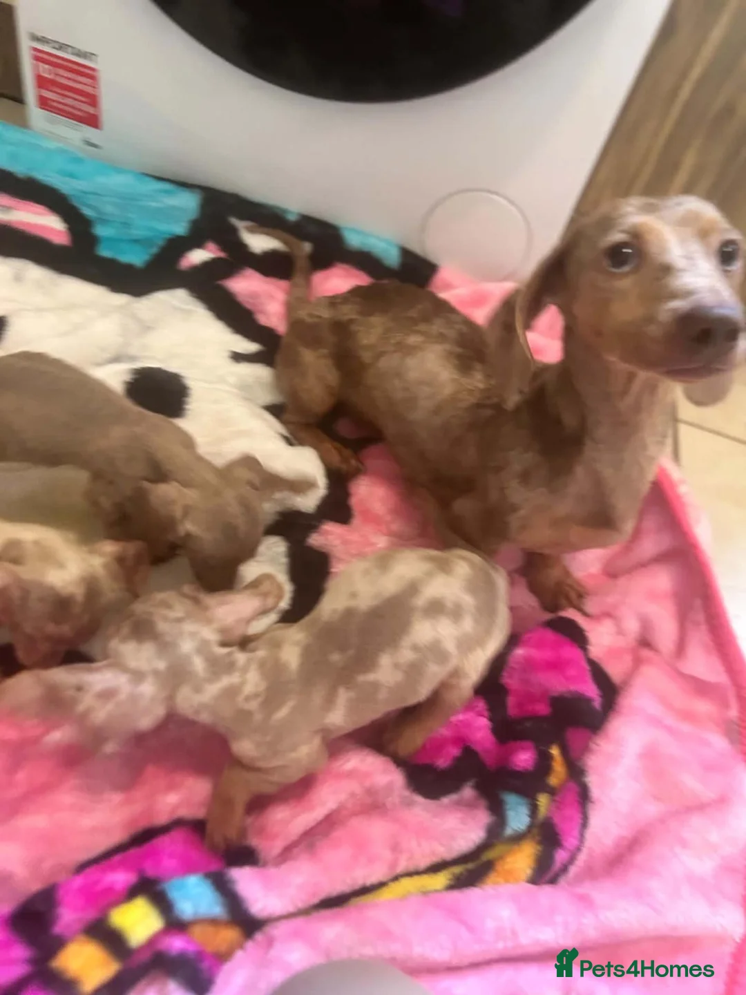 Miniature Dachshund dogs for sale: Miniature dachshund  in Ilford - Advert 8