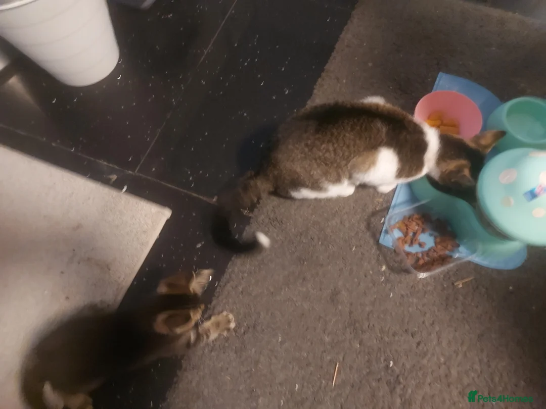 Mixed Breed cats for sale: Kiten male ready for new home  in Enfield - Advert 2