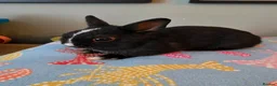 Netherland Dwarf rabbits for sale: Exceptional Netherland Dwarf, extremely tame - Advert 2