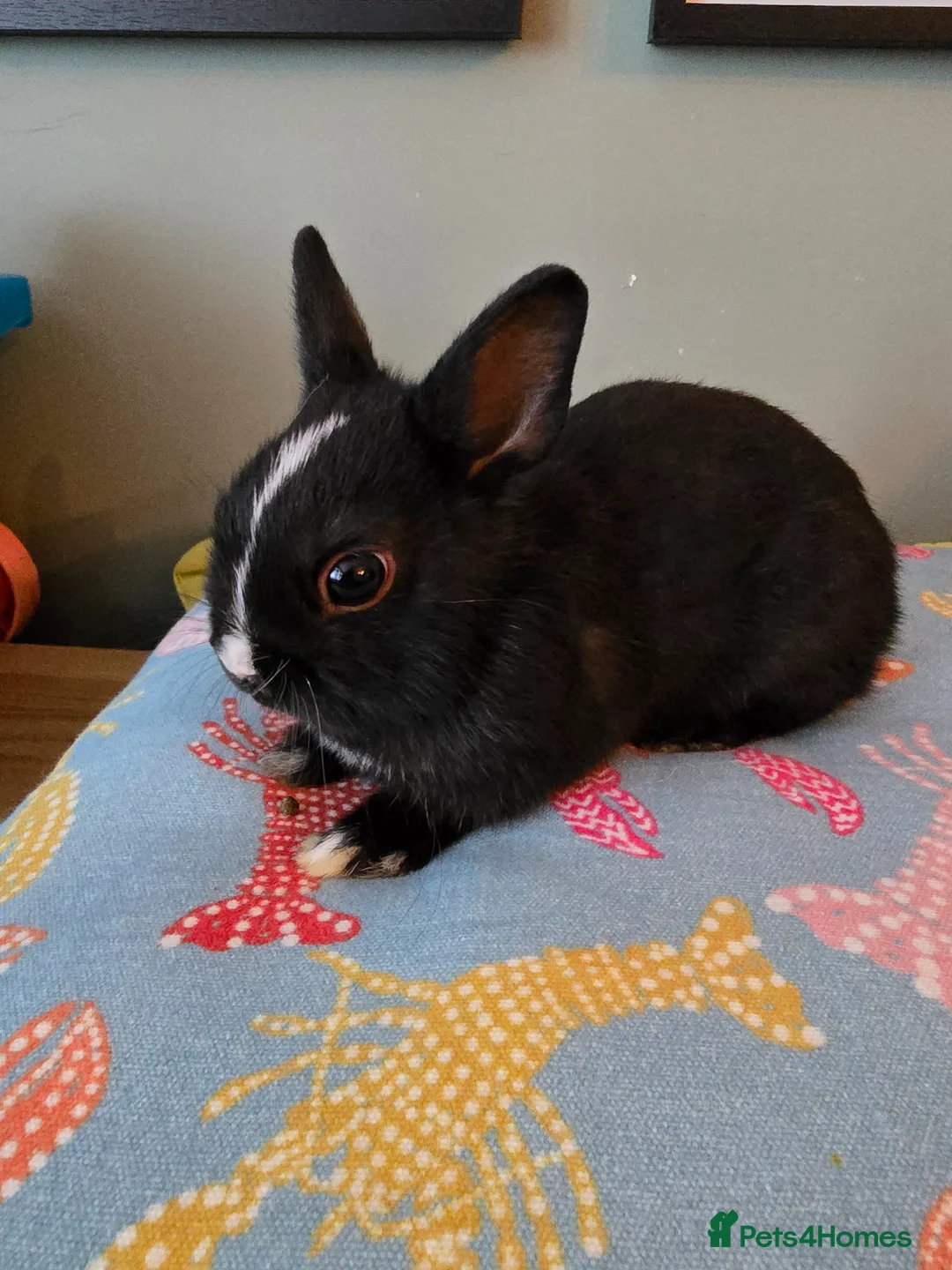 Netherland Dwarf rabbits for sale: Exceptional Netherland Dwarf, extremely tame - Advert 2