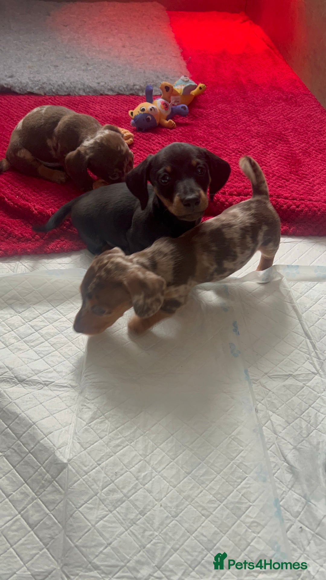 Dachshund dogs for sale: Beautiful daschund’s for sale  - Advert 22