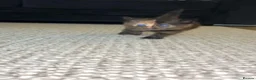 Mixed Breed cats for sale: Beautiful mixed tabby kittens  - Advert 8