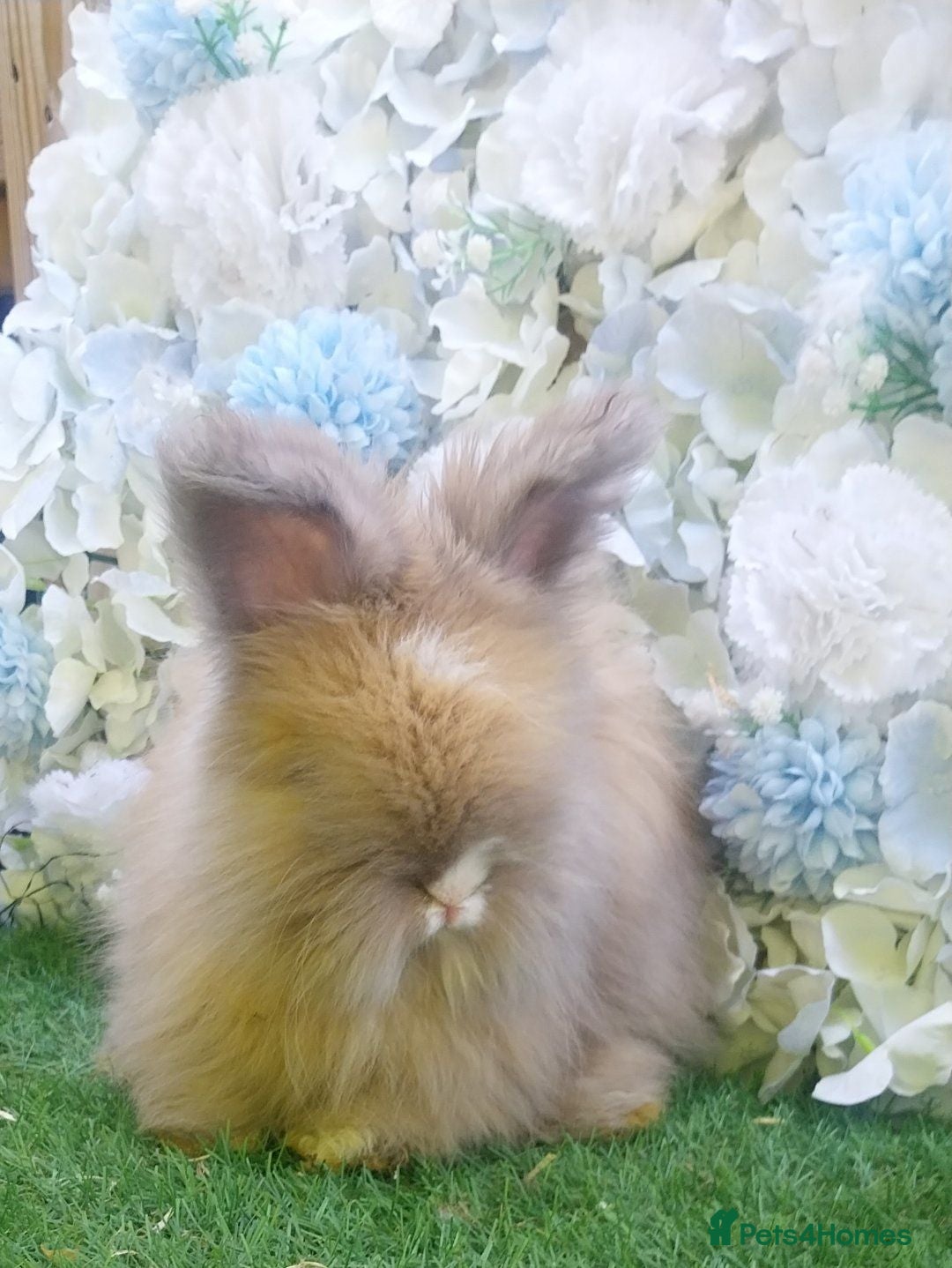Angora rabbits 2 Beautiful Angora Ready Now  - Advert 2