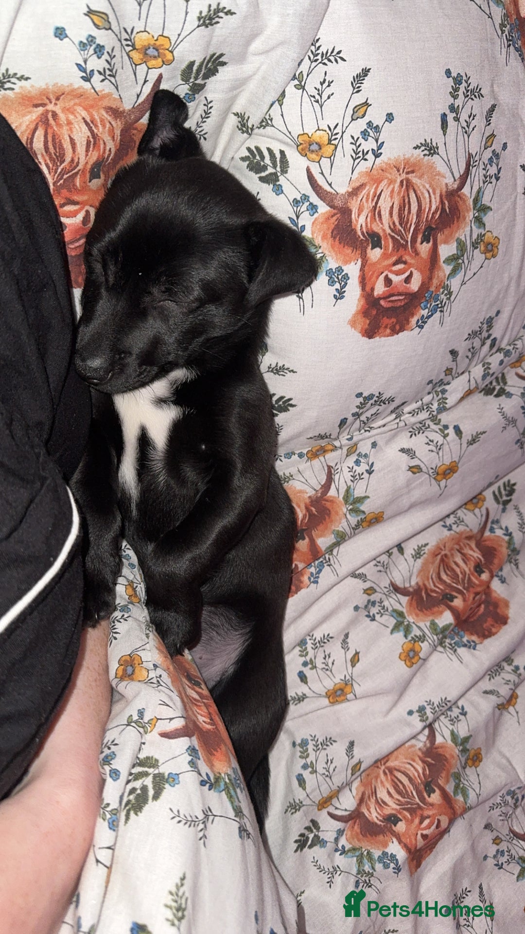 Mixed Breed dogs for sale: Loving staffy looking for forever home  - Image 7