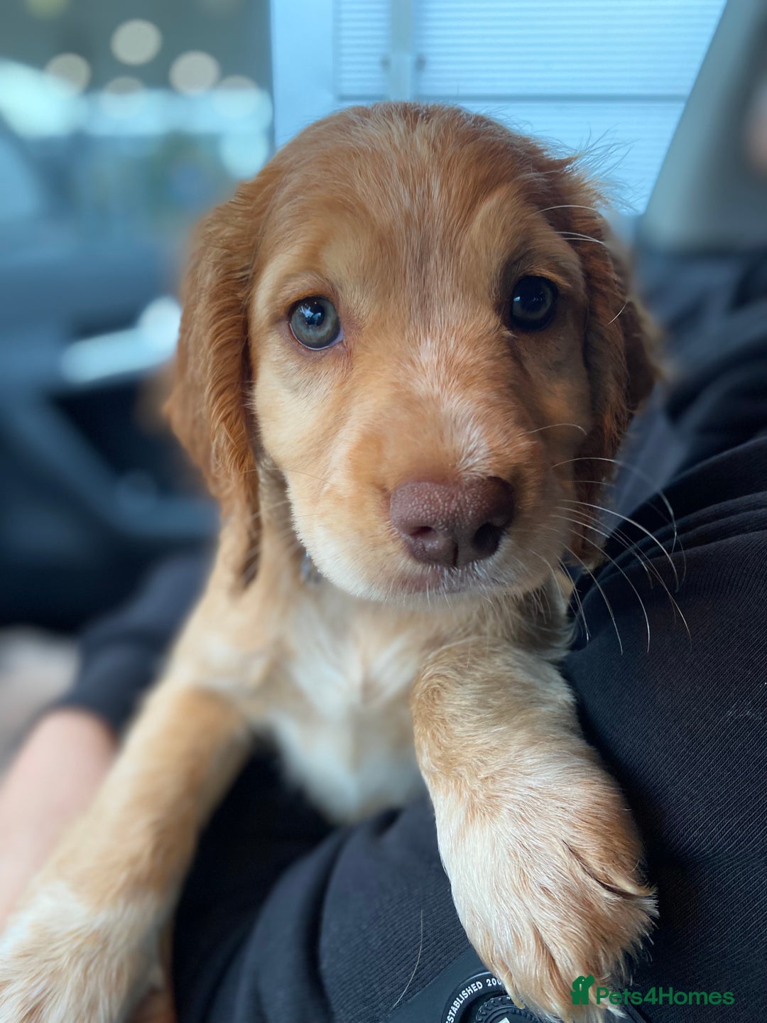 Cocker Spaniel dogs for sale: Skyla- working cocker spaniel 1yr 3mths - Image 5