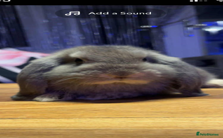 Mini Lop rabbits - Advert 4