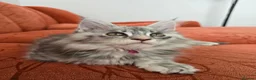 Maine Coon cats for sale: READY NOW GCCF Registered Maine Coon Kittens - Advert 16