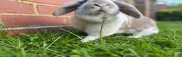 Mini Lop rabbits for sale: Belle and Fudge in Goole - Advert 7