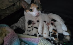 Mixed Breed cats for sale: Stunning litter of 6 kittens!  - Image 1