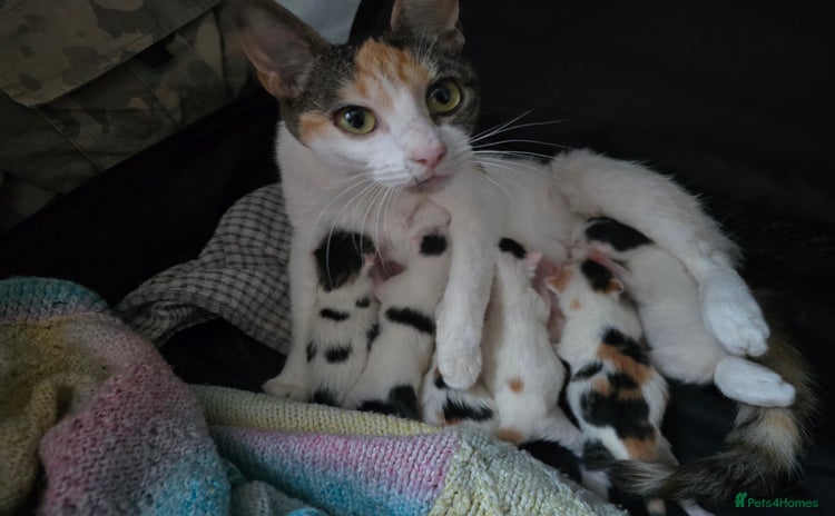 Mixed Breed cats - Advert 4