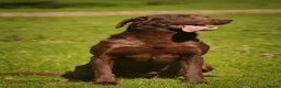 Labrador Retriever dogs for stud: Proven Fully Health Tested Working Chocolate Lab - Advert 8