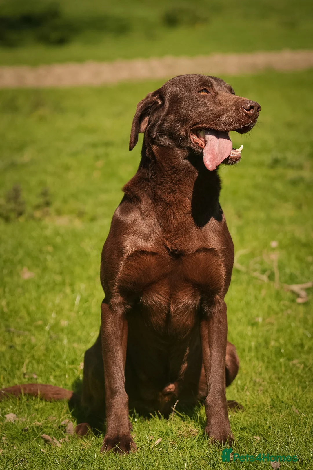 Labrador Retriever dogs for stud: Proven Fully Health Tested Working Chocolate Lab - Advert 8