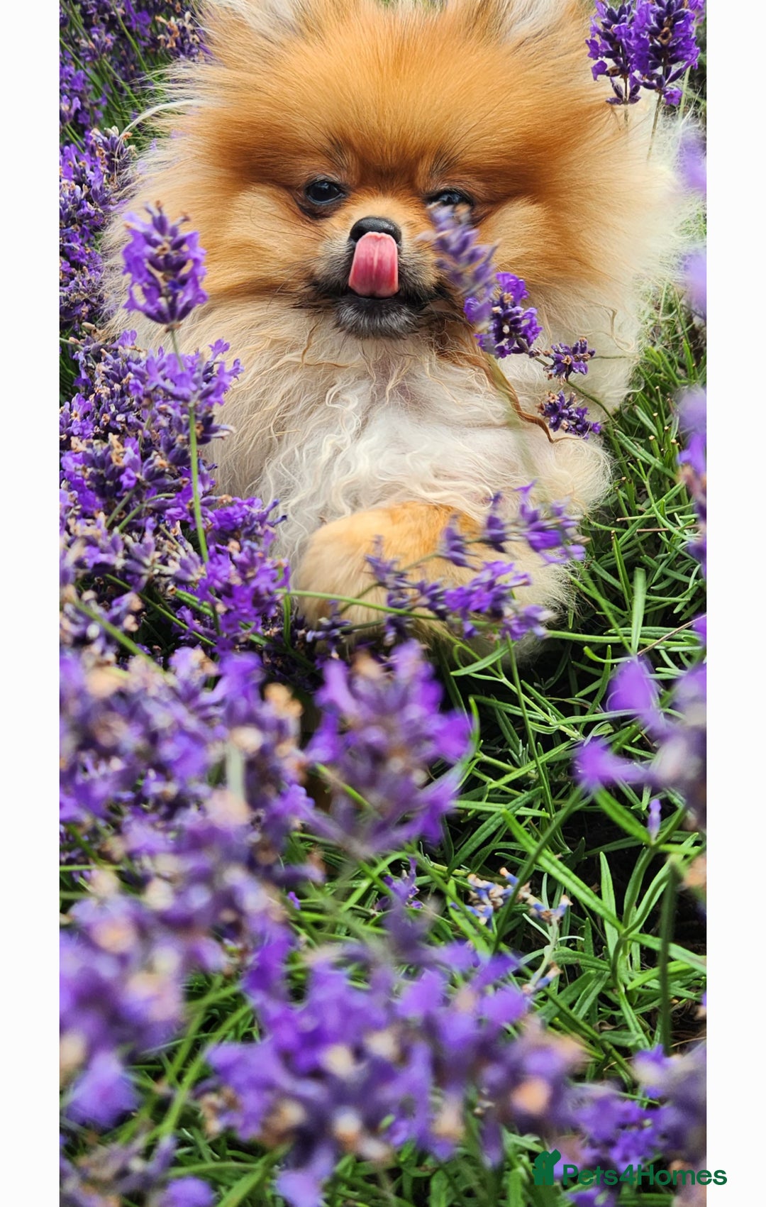 Pomeranian dogs for sale: Sweet little Lila  - Advert 12