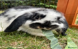 Mini Lop rabbits for sale: Beautiful Mini Lop Babies - Image 8