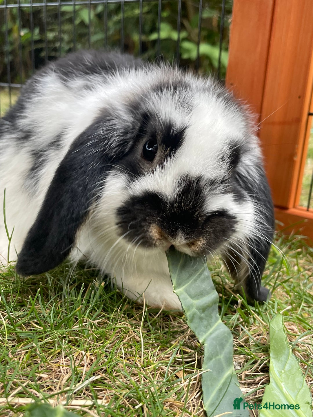 Mini Lop rabbits for sale: Beautiful Mini Lop Babies - Image 8