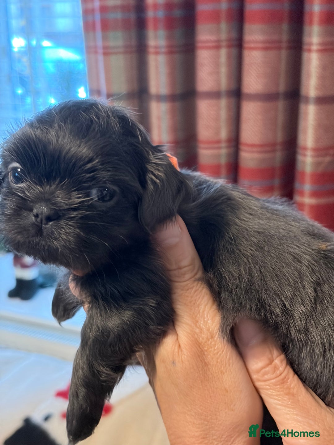 Shih Tzu dogs for sale: Imperial Shih Tzu  - Advert 12