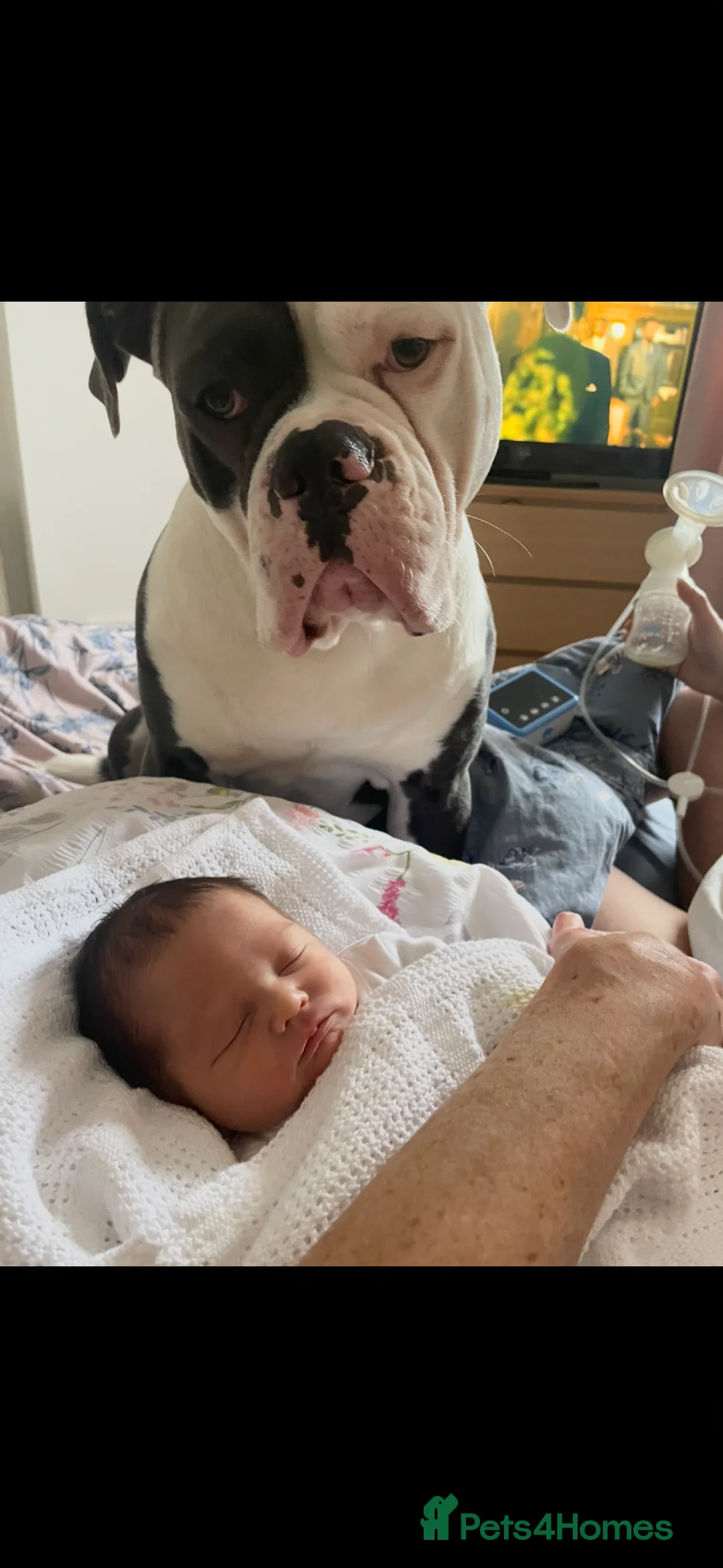 Dorset Olde Tyme Bulldogge dogs for stud: Beautiful old tymebulldog up for stud - Advert 2