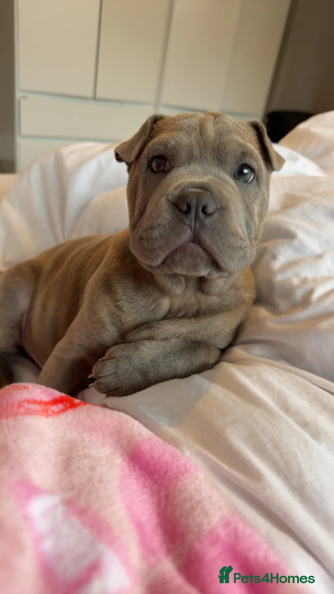 Mixed Breed dogs for sale: Shar pei x French bulldog - Advert 2