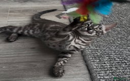 Bengal cats for sale: Breed quality silver bengal kittens 🐆💎🤍🩶🖤 - Image 16