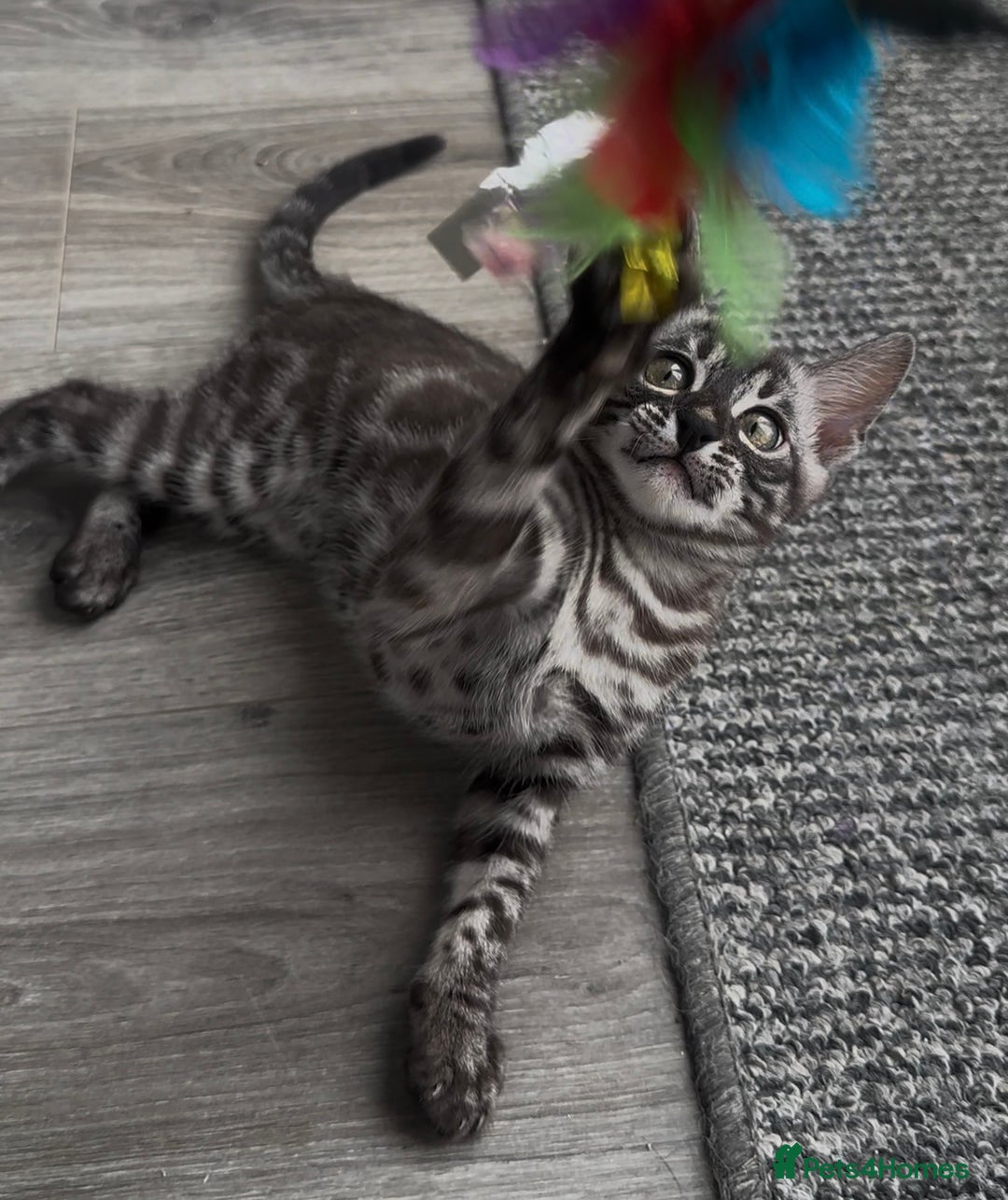 Bengal cats for sale: Breed quality silver bengal kittens 🐆💎🤍🩶🖤 - Image 16
