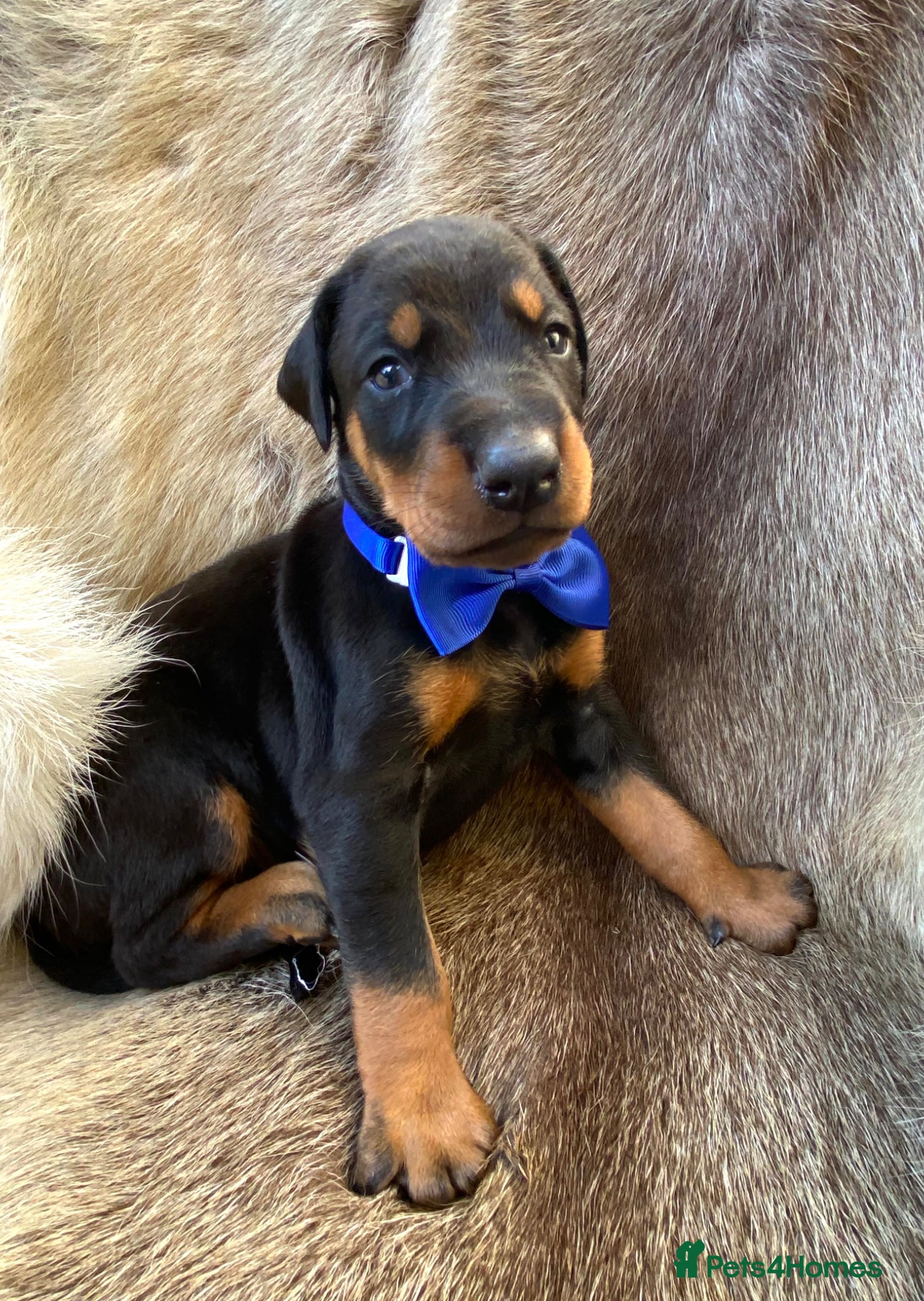 Dobermann dogs *KC REGISTERED* HEALTH TESTED DOBERMAN PUPPIES* - Advert 2